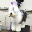 Photo #23: Self Service Dog Wash, Professional Grooming, walk in nail trims, etc.