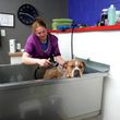 Photo #16: Self Service Dog Wash, Professional Grooming, walk in nail trims, etc.