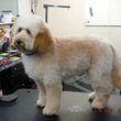 Photo #8: Self Service Dog Wash, Professional Grooming, walk in nail trims, etc.