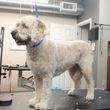 Photo #7: Self Service Dog Wash, Professional Grooming, walk in nail trims, etc.