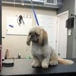 Photo #5: Self Service Dog Wash, Professional Grooming, walk in nail trims, etc.