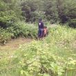 Photo #6: Field mowing, brush & blackberry removal
