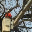 Photo #2: Limbwalkers Tree Service