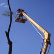 Photo #1: Tree Cutting & Stump Grinding