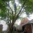 Photo #5: IRONWOOD TREE SERVICE