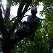 Photo #1: Top to Bottom Tree Service