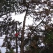Photo #1: ROD'S TREE SERVICE - LICENSE # 679609