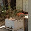 Photo #2: CA BEE SWARM REMOVAL