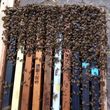 Photo #1: CA BEE SWARM REMOVAL