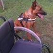 Photo #3: CANINE TRAINING SOLUTIONS
