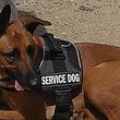 Photo #2: CANINE TRAINING SOLUTIONS