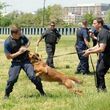 Photo #1: CANINE TRAINING SOLUTIONS