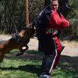 Photo #5: Alpha K9. A-List Dog Training