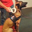 Photo #2: Alpha K9. A-List Dog Training