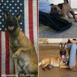 Photo #1: Alpha K9. A-List Dog Training