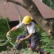 Photo #1: Fresno Tree Services: Neighboorhood Tree Man