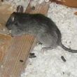Photo #1: Good Cents Pest Control