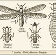 Photo #1: EnviroWise Pest Solutions. Termite Control