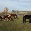 Photo #7: Pony Tales & Trails. Pony rides!!!