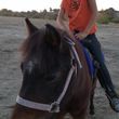 Photo #4: Pony Tales & Trails. Pony rides!!!