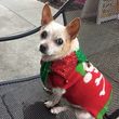 Photo #10: Pawfari Pet Care Done Right - $40 for 3 Dog Walks
