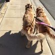 Photo #6: Pawfari Pet Care Done Right - $40 for 3 Dog Walks