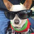 Photo #3: Pawfari Pet Care Done Right - $40 for 3 Dog Walks