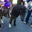 Photo #1: Pony Rides for your event!