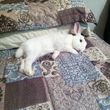 Photo #1: Little Critter Care In My Home - Hamsters/Rabbits/Guinea Pigs, Etc.