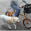 Photo #3: Professional dog biker for hire