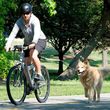 Photo #2: Professional dog biker for hire