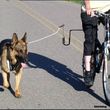 Photo #1: Professional dog biker for hire