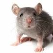 Photo #1: Pest control - Mice, Raccoons, Squirrel