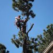 Photo #11: Tree Man - Tree Service & Fire Prevention EST. 2002