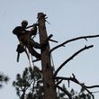Photo #9: Tree Man - Tree Service & Fire Prevention EST. 2002