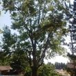 Photo #6: Pinnacle Tree and Shrub Service,LLC.