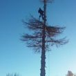 Photo #2: Pinnacle Tree and Shrub Service,LLC.