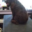 Photo #6: Dawn's Professional Pet Grooming