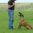 Photo #1: K-9 Masters Dog Academy. Dog Training
