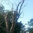 Photo #1: Affordable Robertson tree care / trailer and chain saw
