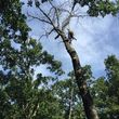 Photo #1: Tri-State Tree Service LLC