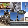 Photo #1: MG Tree Services. EXPERTS ON TREE REMOVAL