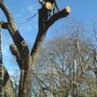 Photo #4: Najera Tree Service. Super cheap prices!