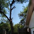 Photo #3: Najera Tree Service. Super cheap prices!