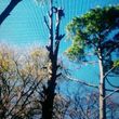 Photo #2: Najera Tree Service. Super cheap prices!