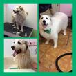 Photo #4: SHAGGY'S SPA :) dog grooming