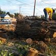 Photo #3: Happy Tree Service. Professional Tree Removals