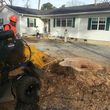 Photo #2: Alpha Tree Service. Stump Grinding