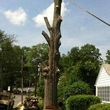Photo #3: Emir's tree pruning & removal