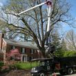 Photo #2: Tree Removal and Debris Removal